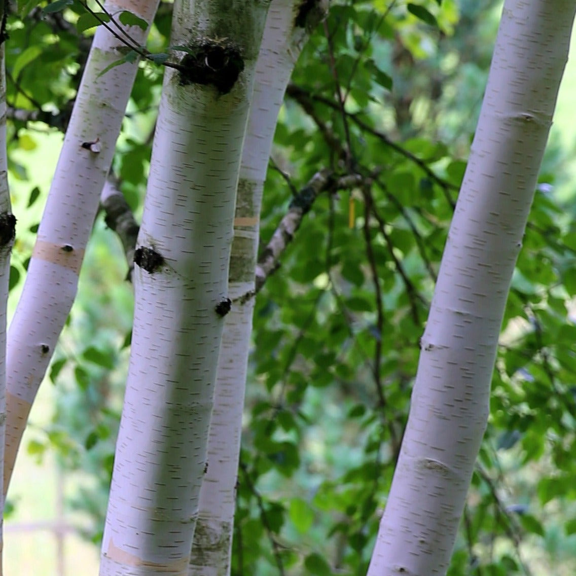 Himalayan Birch Tree (Betula Utilis 'Jaqmontii')