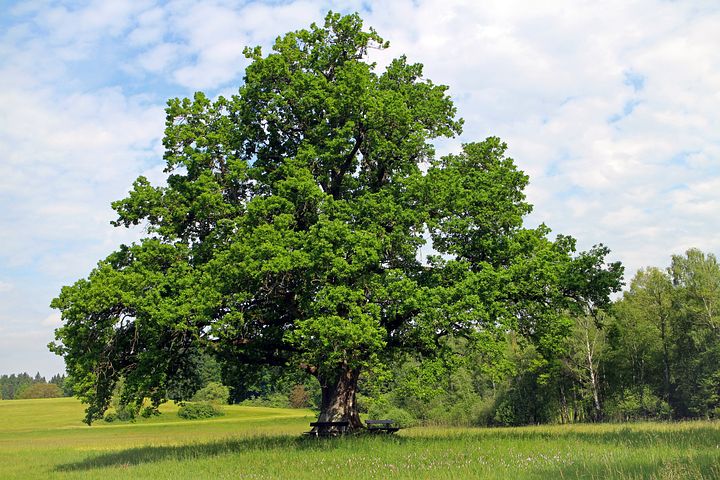 3 English Oaks(Quercus robur) 200/250 cm