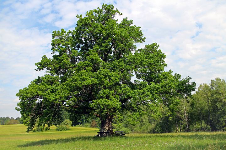 10 English Oaks(Quercus robur) 250/300 cm
