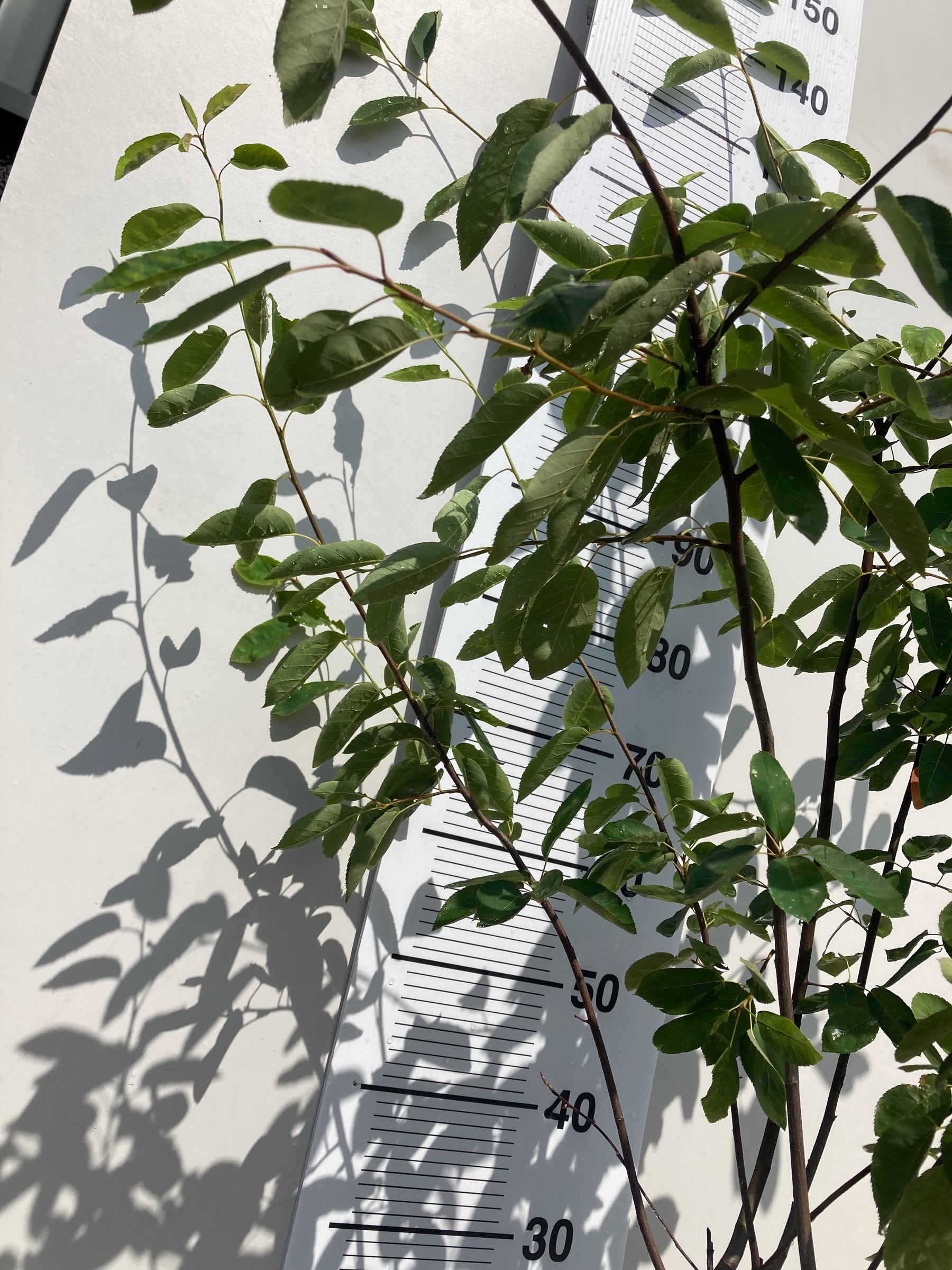 Amelanchier multi-stem tree 120 -140 cm