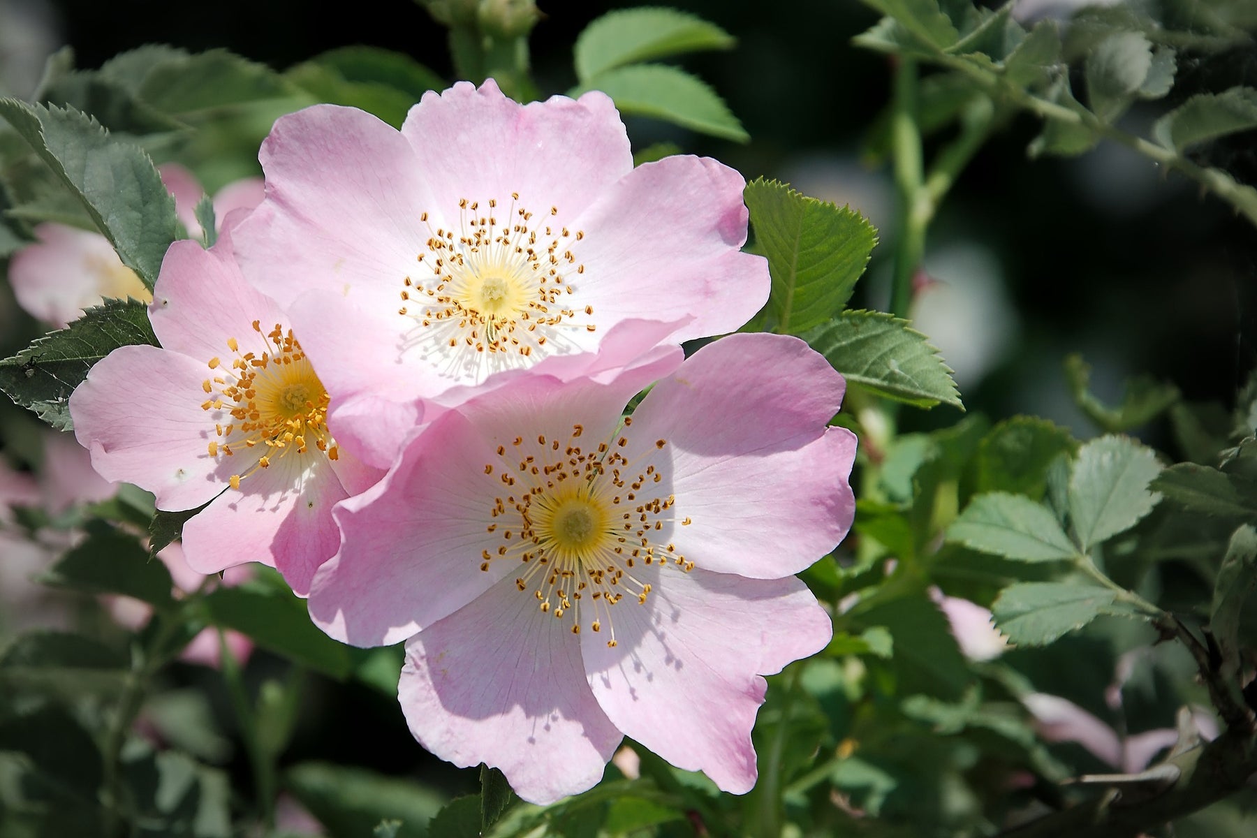 Dog Rose (Rosa Canina) 60/80 cm