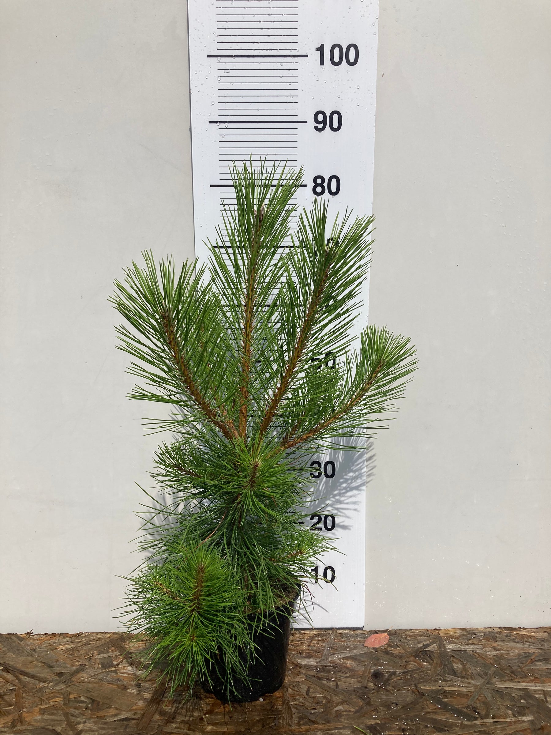 Austrian pine bare root 40/60 cm (Pinus Nigra)