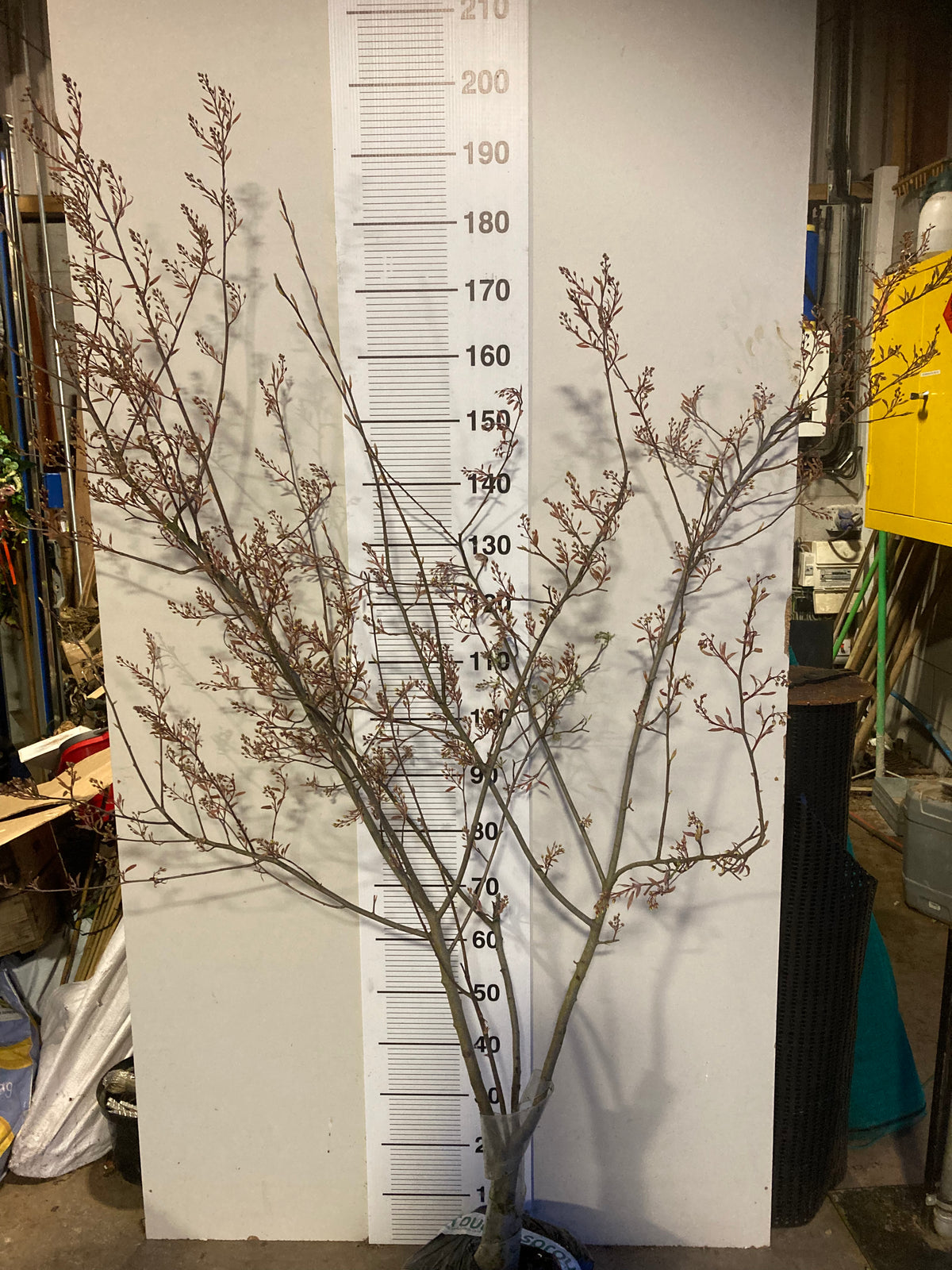Amelanchier multi-stem tree 120 cm potted or 200 cm rootballs.