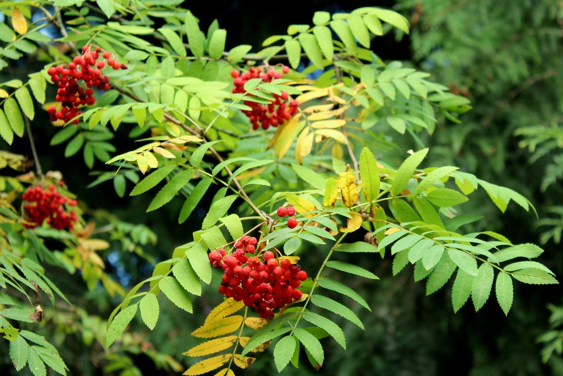 Rowan (Sorbus aucuparia) root balled 200 cm