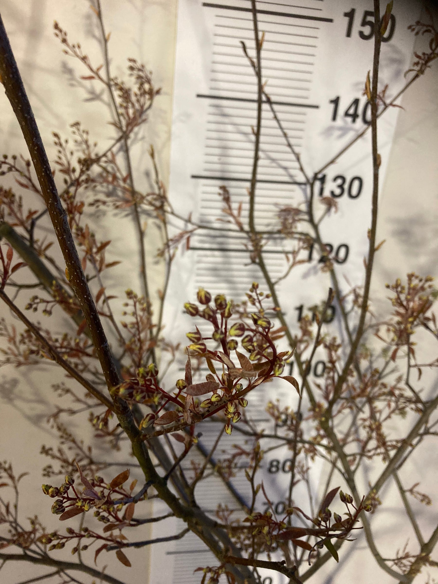 Amelanchier multi-stem tree 120 -140 cm