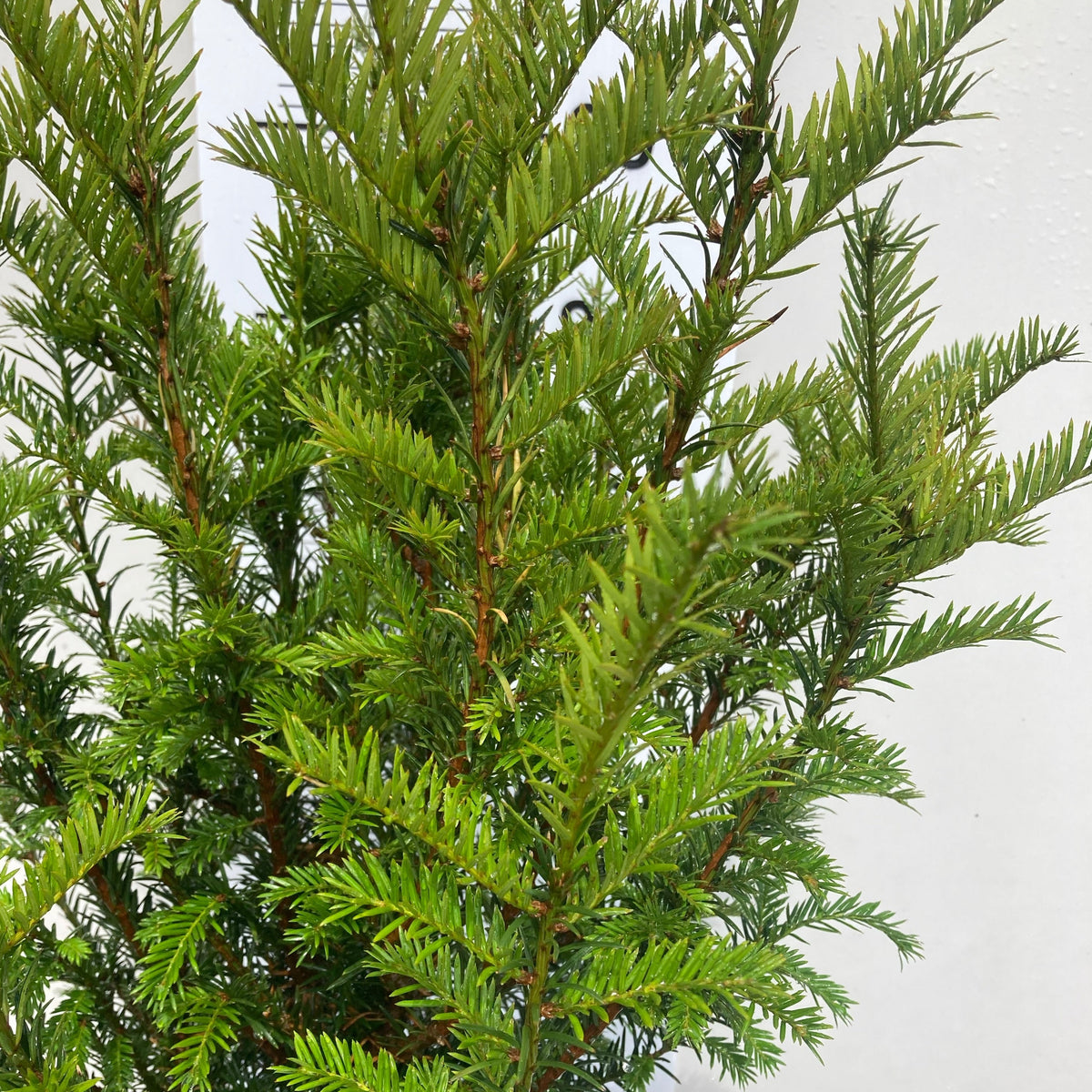 English yew hedging bare root(Taxus baccata) 60 cm 2 foot large plants.