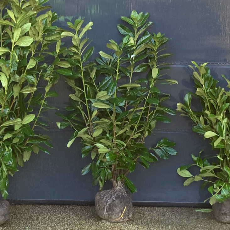 Mature Laurel Prunus Laurocerasus 'rotundafolia'125 -150 cmCm 4/5 Foot Rootball Pallet Deal