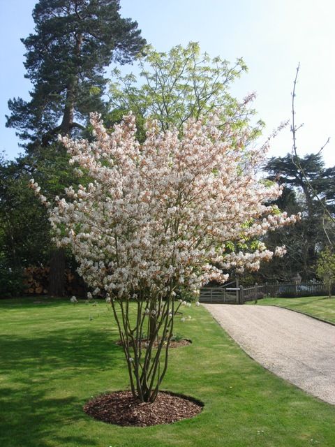 Amelanchier Lamarckii multistem bare root trees 80 -100 cm