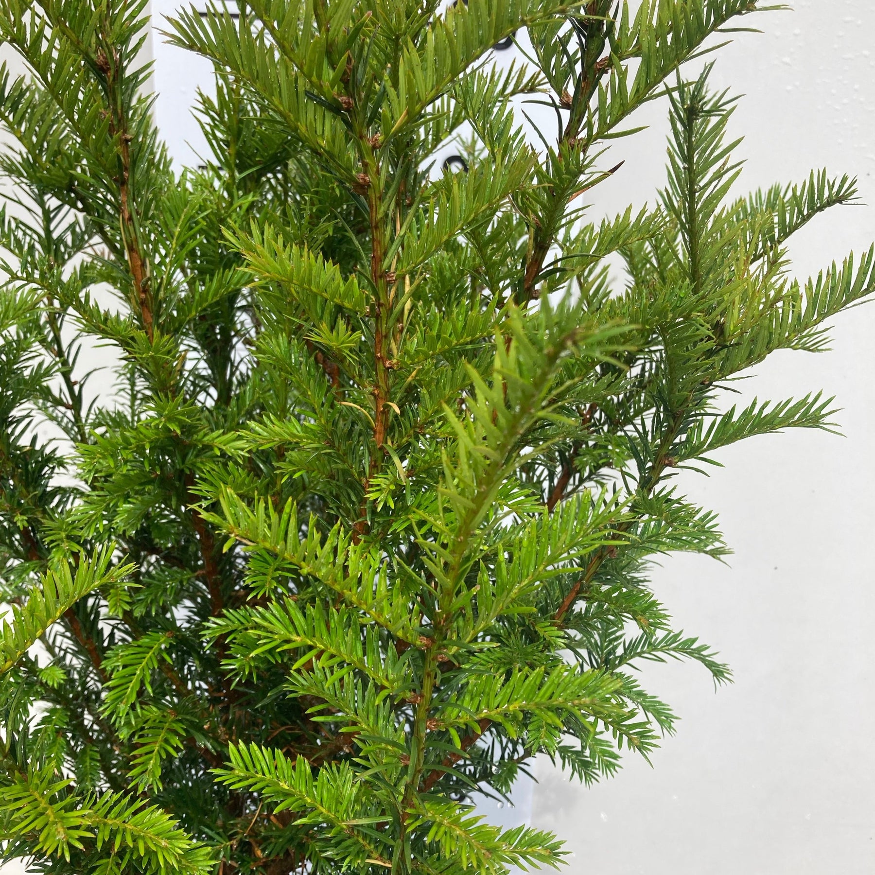 English yew hedging bare root(Taxus baccata) 60 cm 2 foot large plants.