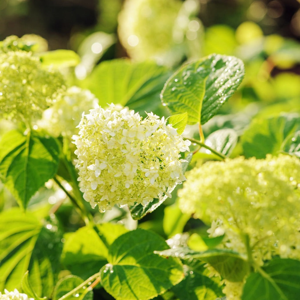 Hydrangea Paniculata 'Limelight ' Bare root 40/60 cm