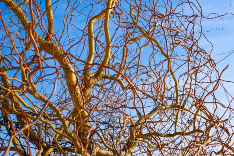 Tortured Willow (Salix 'Erythroflexuosa')