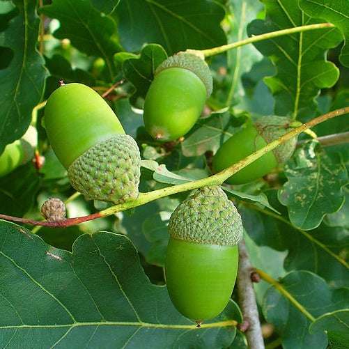 3 English Oaks(Quercus robur) 200/250 cm