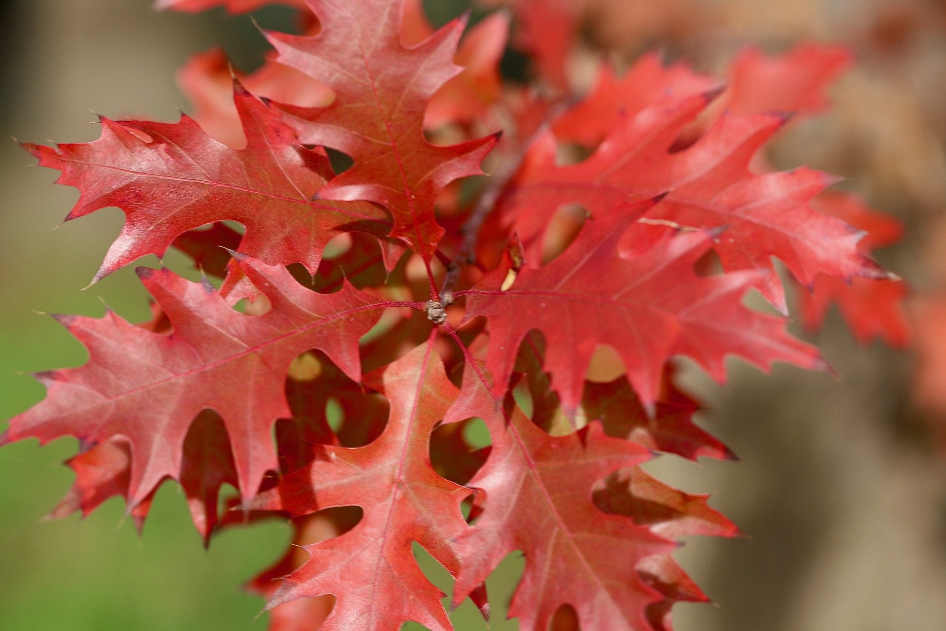 Hot Red Oak