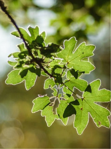 Field Maple (Acer Campestre)