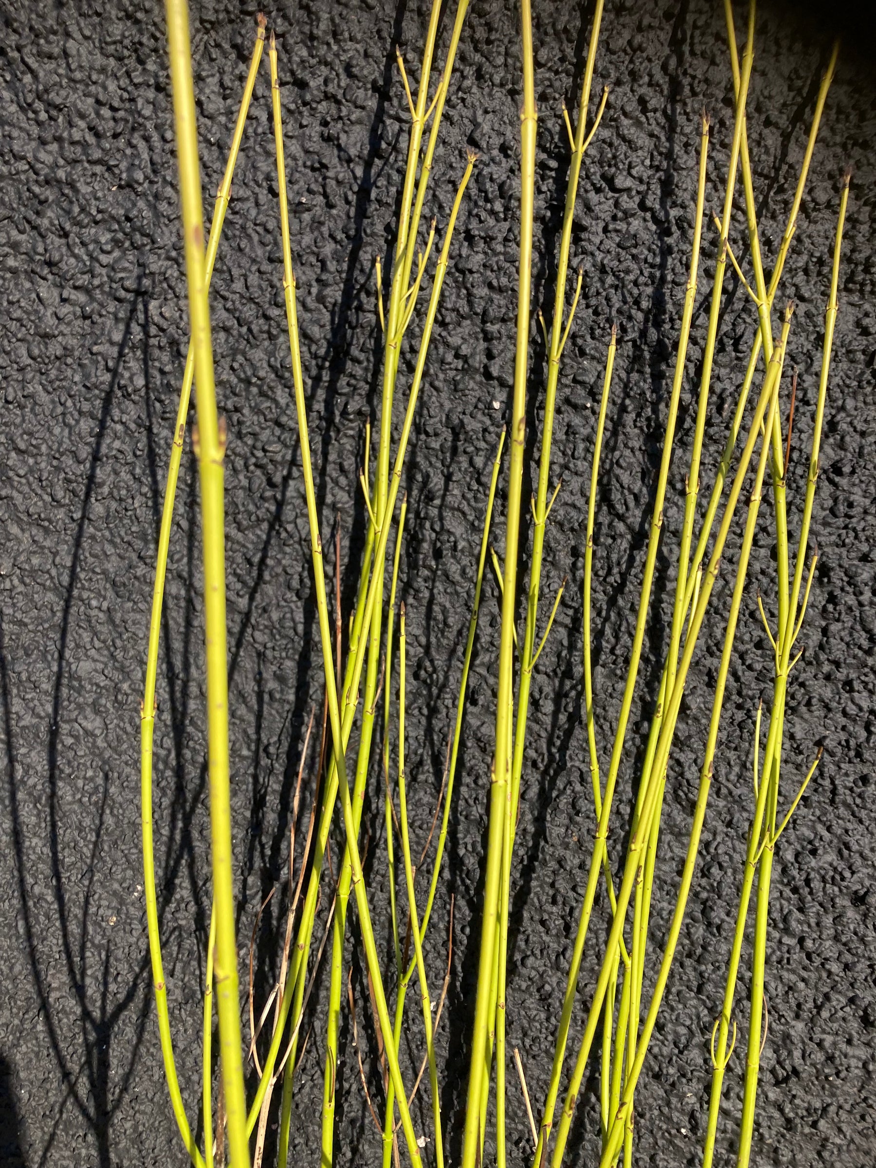 Golden Twig Dogwood (Cornus sericea 'Flaviramea') 100/125 cm potted plant