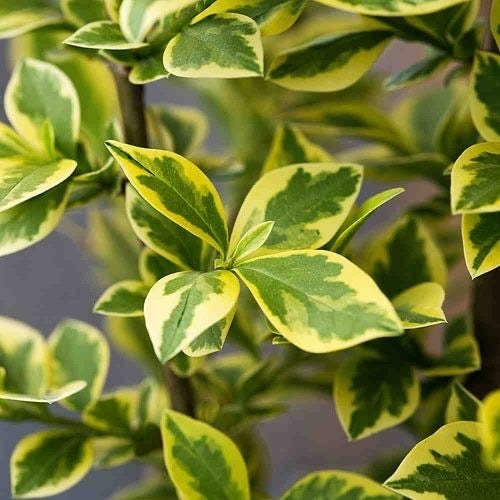 Golden Privet (Ligustrum ovalifolium Aureum) Potted
