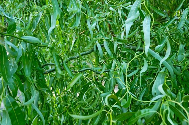 Tortured Willow (Salix 'Erythroflexuosa')
