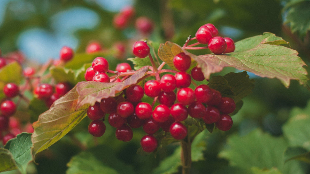 Guelder Rose (Viburnum opulus)120 cm large potted plant