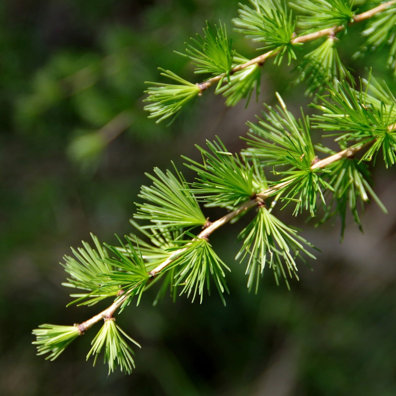 Larch (Larix decidua)