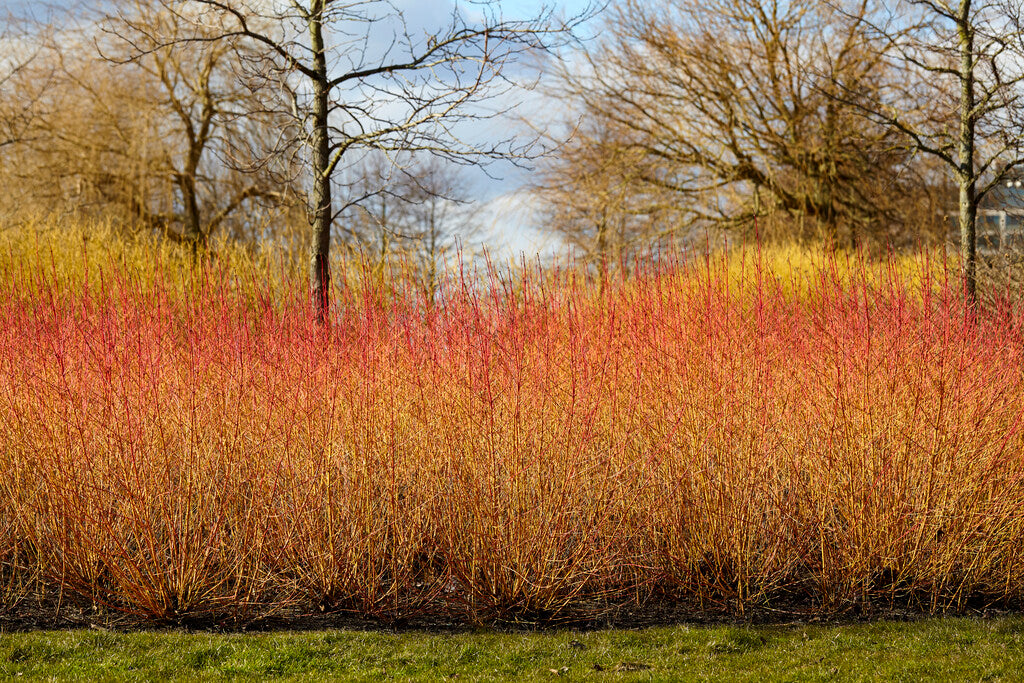 Dogwood (Cornus Sanguinea) 'Midwinter Fire' Multi stem 30/50 cm