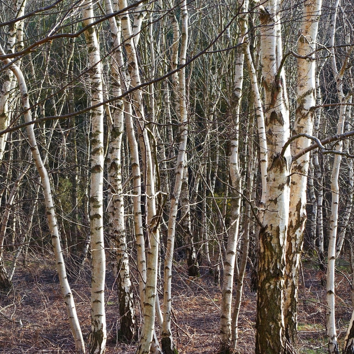 Silver Birch Tree (Betula Pendula)