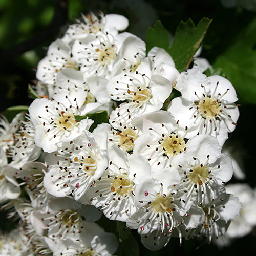 Bare Root Hawthorn (Crataegus Monogyna) Hedging , 40 /60cm strong 3 year old