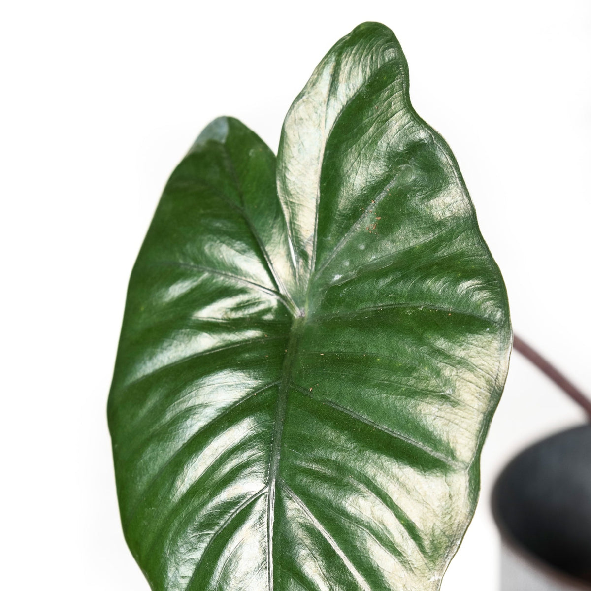 Yucatan Princess (Alocasia Sarawakensis)