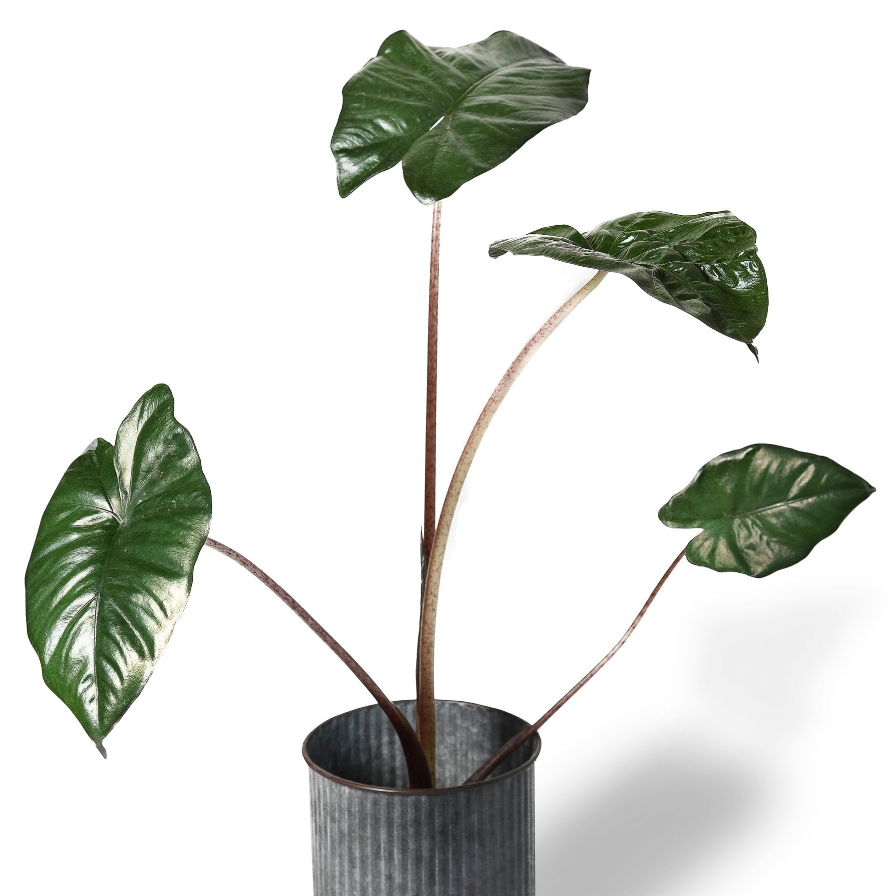 Yucatan Princess (Alocasia Sarawakensis)