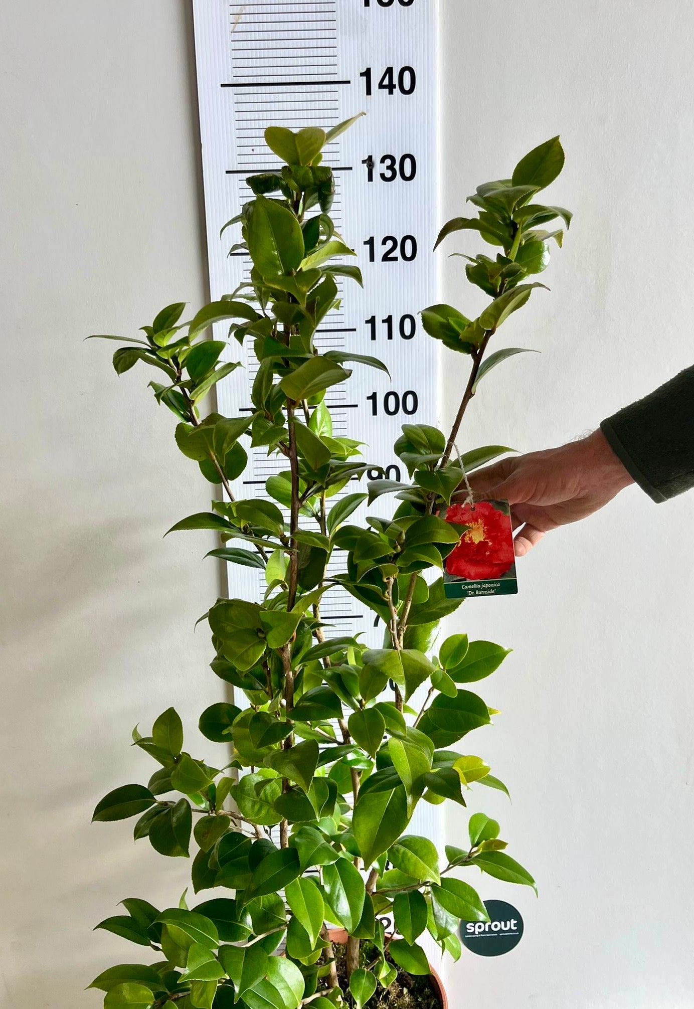 Camellia japonica 'Dr. Burnside' – Scarlet Peony-Form Camellia