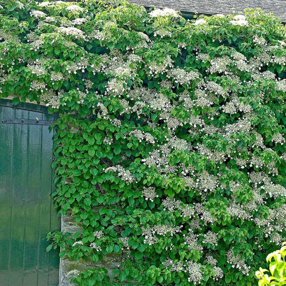 Hydrangea anomala subsp. petiolaris – Climbing Hydrangea