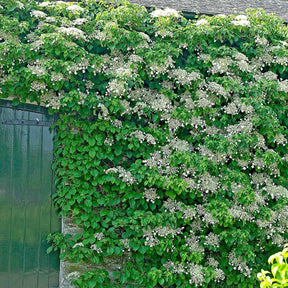 Hydrangea anomala subsp. petiolaris – Climbing Hydrangea