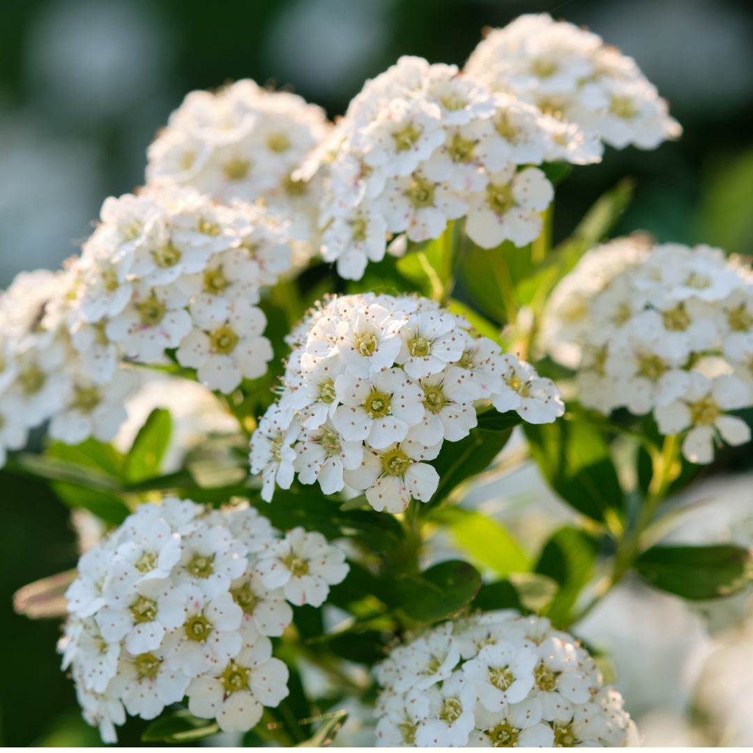 Spiraea nipponica (Snowmound)