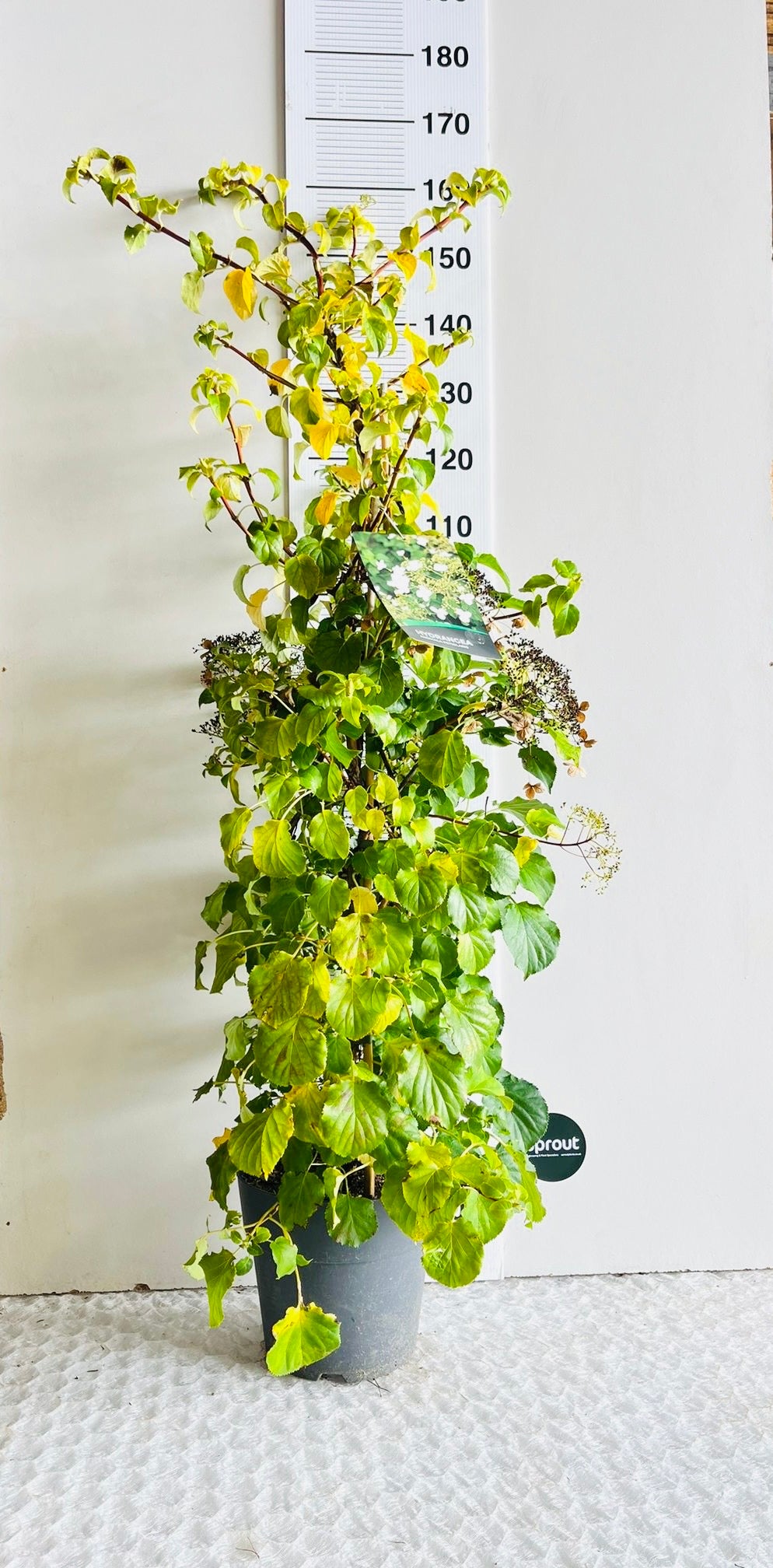 Hydrangea anomala subsp. petiolaris – Climbing Hydrangea