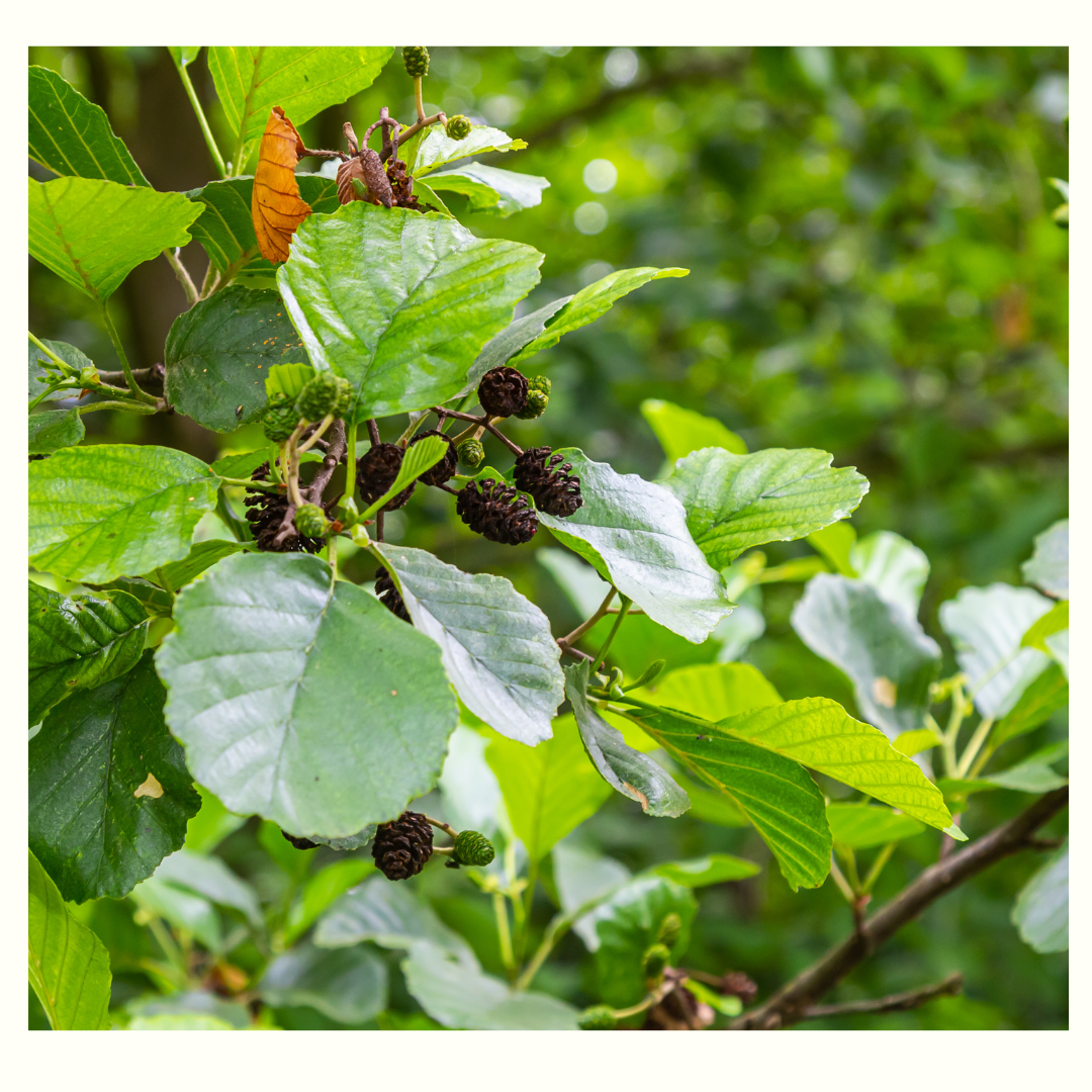 Alnus Cordata (commonly known as the Italian Alder)