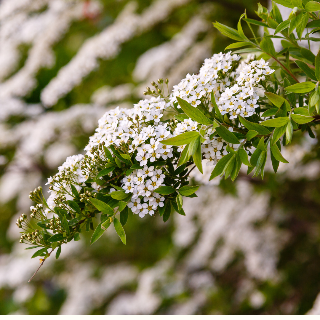 Spiraea nipponica (Snowmound)