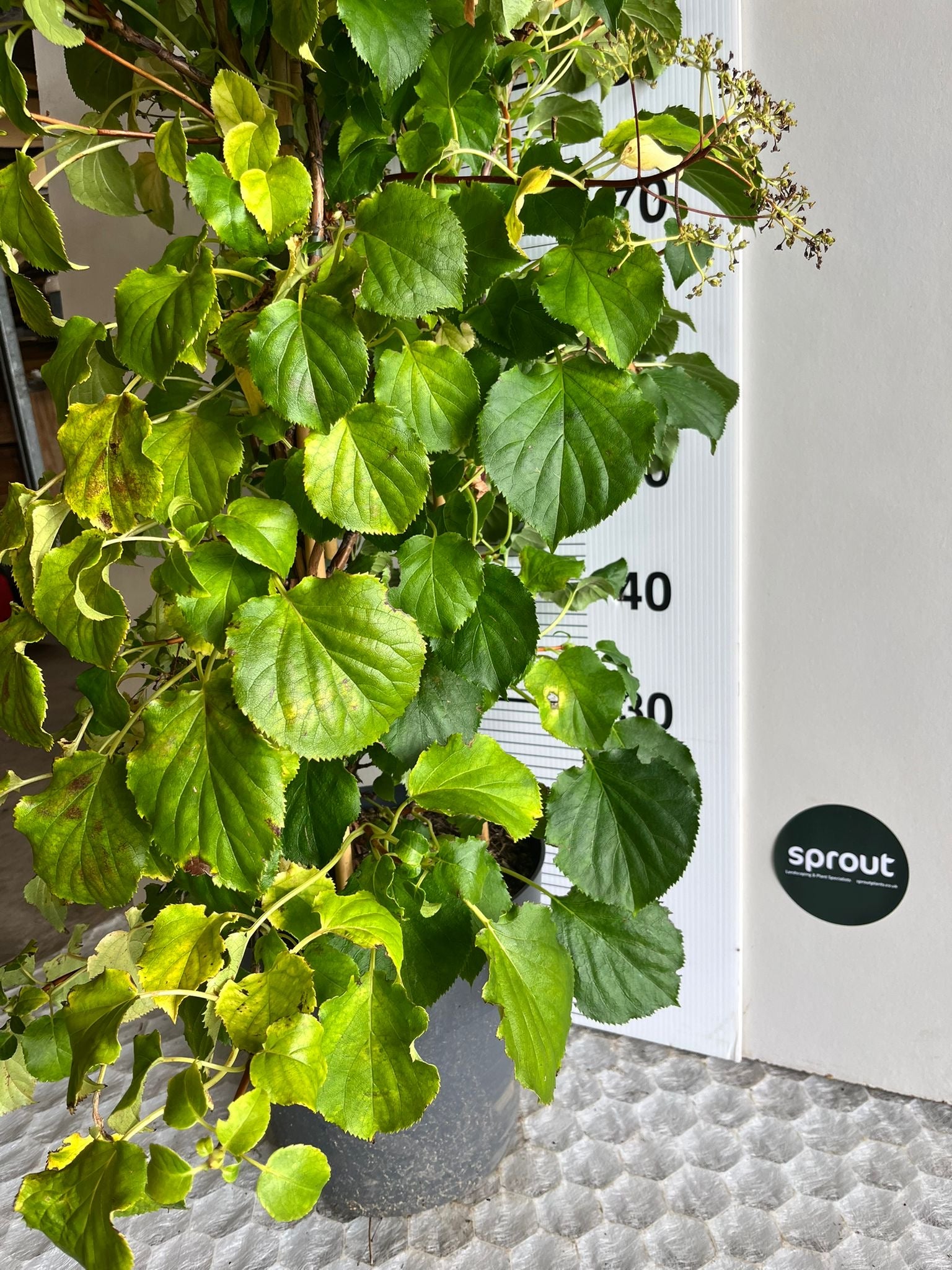 Hydrangea anomala subsp. petiolaris – Climbing Hydrangea