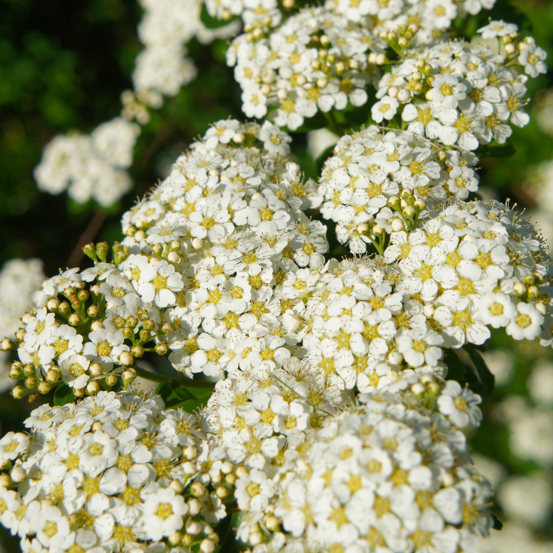 Spiraea nipponica (Snowmound)