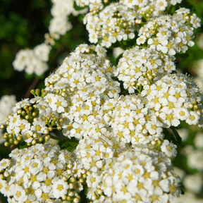 Spiraea nipponica (Snowmound)