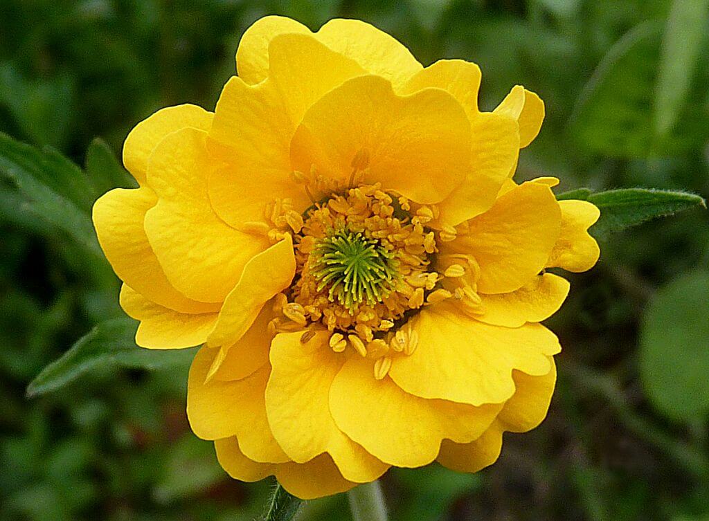 Geum chiloense ‘Lady Stratheden