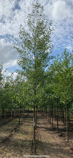 Alnus Cordata (commonly known as the Italian Alder)