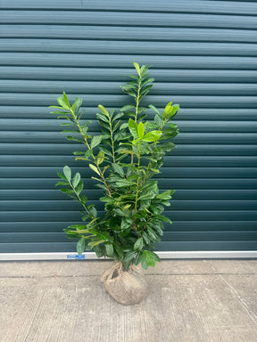 20 extra bushy Rootballed plants. 120/130 cm 4 foot instant hedge bundle to cover at least 14 meters.