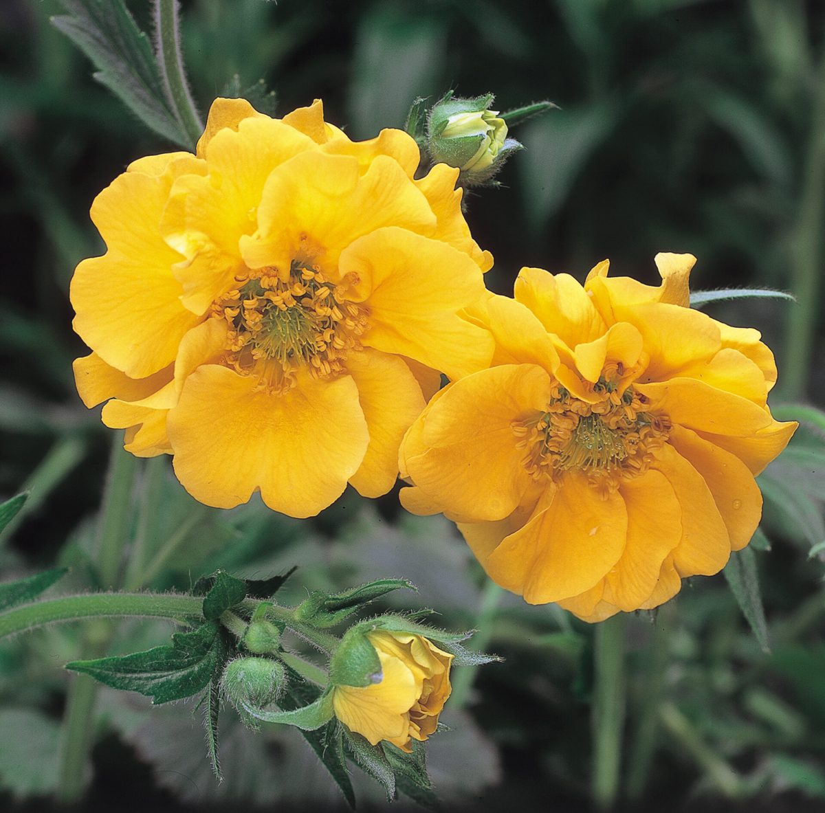 Geum chiloense ‘Lady Stratheden