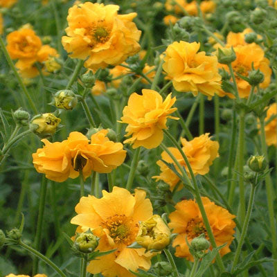Geum chiloense ‘Lady Stratheden