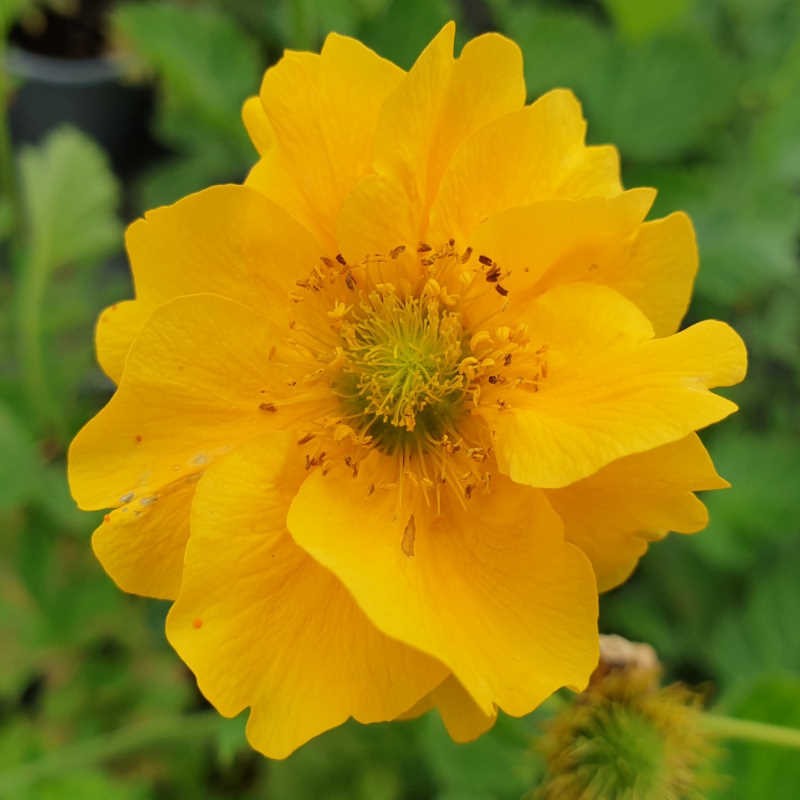 Geum chiloense ‘Lady Stratheden