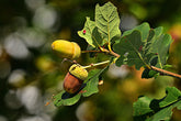 Quercus Petraea (Irish Oak) 60-80cm bare root