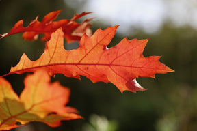 Quercus Petraea (Irish Oak) 60-80cm bare root