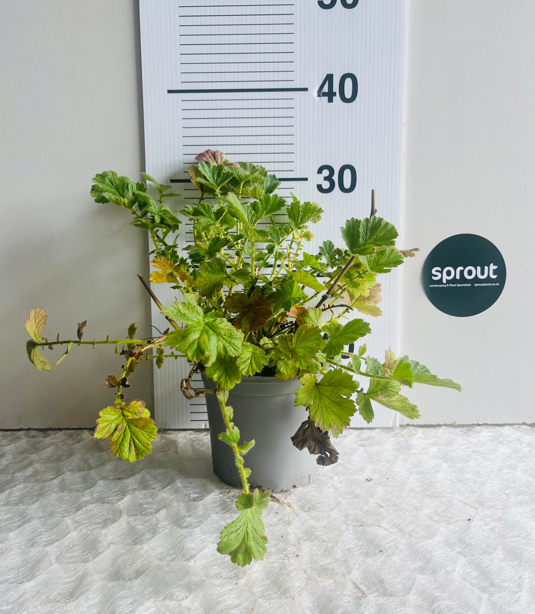 Geum chiloense ‘Lady Stratheden