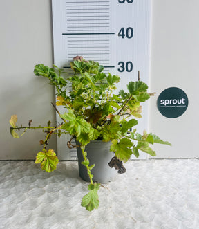 Geum chiloense ‘Lady Stratheden