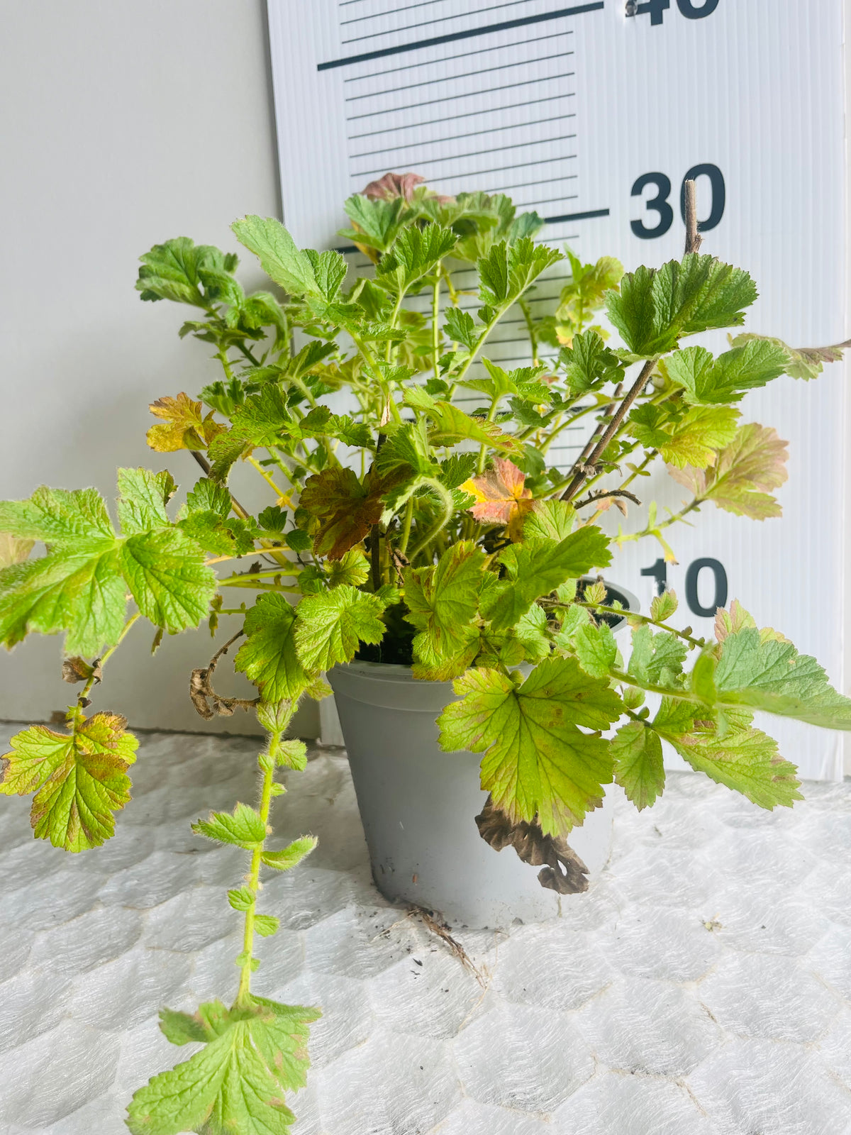 Geum chiloense ‘Lady Stratheden