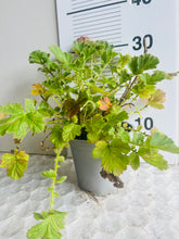 Geum chiloense ‘Lady Stratheden